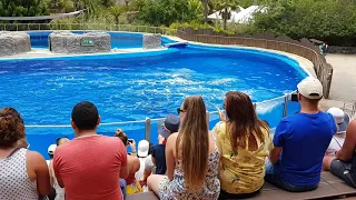 Dolphin show, Palmitos Park, Gran Canaria 06/2019