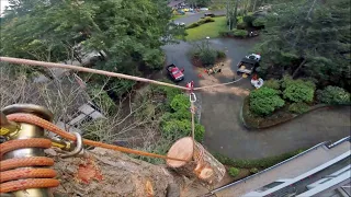 Tree Cutting Takes Practice