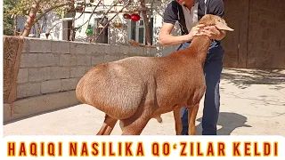 HAQIYQI NASILIKA QOʻZILAR KELDI SHOSHILAMIZ