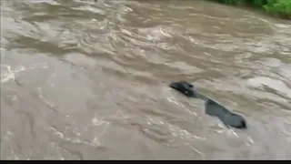 Cows swept downstream in flash flood