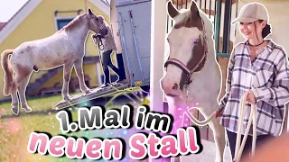 Pferde ziehen in den neuen Stall 🥹 Endlich!! | ViktoriaSarina