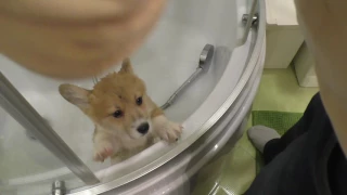 Вельш-корги пемброк, первое знакомство, первое купание / Welsh Corgi Pembroke first meeting and bath