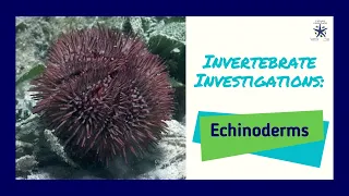 Invertebrate Investigations: Echinoderms