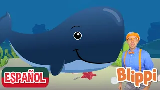 Canción de los Animales del Océano | Blippi Español | Canta Con Blippi | Moonbug Kids