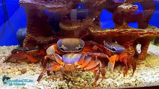 Красный Дьявол Red Devil Geosesarma Hagen и Радужный краб Rainbow crab - Cardisoma armatum  едят ГСК
