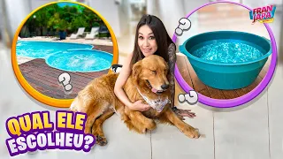 PISCINA OU BACIA? QUAL MEU CACHORRO ESCOLHEU?- Fran Japa