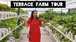 Eating Fresh Greens From The Terrace | Hydroponic Farming In Mumbai