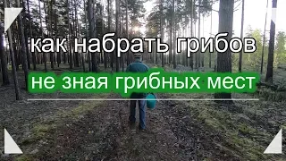 Как набрать грибов,даже совсем не зная грибных мест!