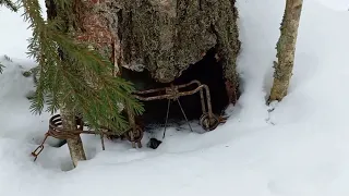 Очередная проверка капканов,в капкане зверёк опять)Погода класс.Рысь на путике.