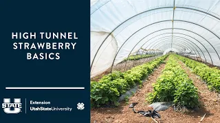 High Tunnel Strawberry Basics