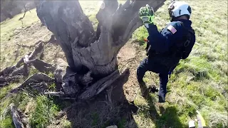 Sheriff's Office STARR 1 Helicopter Crew Rescue Calf Stuck in a Tree