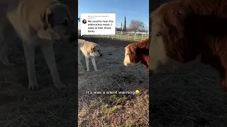 Our livestock guardian dog Judge does a lot of mouthing. He’s a talker 😂