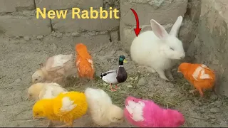 Catch Cute Chickens, Colorful Rabbits, Rainbow Chickens, Rabbits, Cute Rabbits, Duck