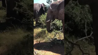 Marvelous Mambo & Dominant Bull Elephant, Sebakwe foraging 🌿 side by side