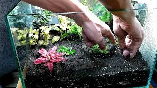 Создание флорариума с тропическими растениями.