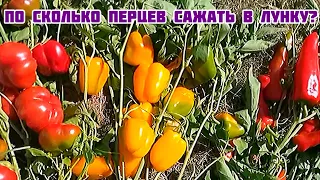 По сколько штук перца сажать в одну лунку?