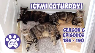 ICYMI Caturday! * Lucky Ferals S6 Episodes 186 - 190 * Cat Videos Compilation - Feral Kittens