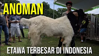 Largest Etawa goat in Indonesia