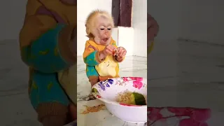 monkey eating food #ytshorts #trending #viral #shorts #short