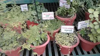 A Visit to Herbal Park | Joginder Nagar | District Mandi | Himachal Pradesh