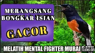 PANCINGAN_MURAI_MERANGSANG_BURUNG_MALAS_BUNYI▶️