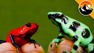 Poison Frog vs Poison Frog...which is more deadly?