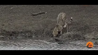 Crocodile attacks cheetah very fast