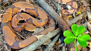 Flipping Tin for SNAKES in South Carolina on St Patrick's Day! COPPERHEADS, Red and Green Snakes