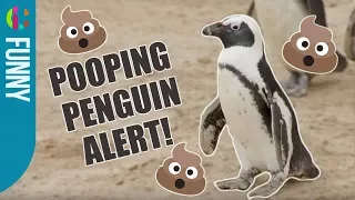 Explosive Pooping Penguin!!! | The Zoo