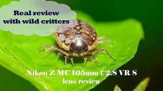 Nikon Z MC 105mm f/2.8 VR S lens Review for macro photography