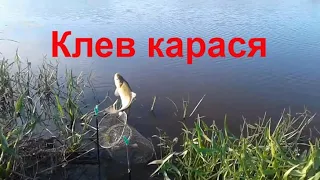 Клювання карася на вудку на перловку. Риболовля на поплавок. На що клює карась?