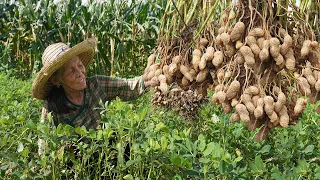 傳統花生油的製作，拔3天花生曬5天，榨出10斤油Grandma teaches you how to make traditional peanut oil｜广西 美食｜ 玉林阿婆