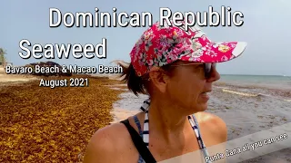 Seaweed Special Punta Cana, Bavaro Beach & Macao Beach Aug. 2021 Punta Cana all you can see