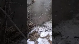 Охота на бобра зимой. Проверка капканов зимой