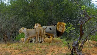 सवाना,अफ्रीका डेजर्ट क्षेत्र।—4k****Hindi