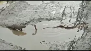 Битва мангуста и кобры в воде