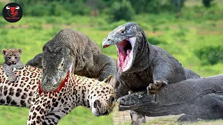 Dire! Giant Komodo Dragon Attacks Mother Leopard Too Brutal