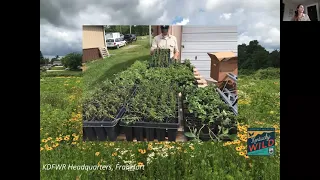 Kentucky Wild Pollinator Plantings