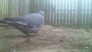 Wood pigeon eating in the garden