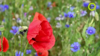 Biodiversitet i Horsens