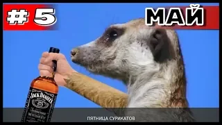 Большая подборка приколов COUB за май #5 2019 #приколы2019, #лучшееcoub, #Coub, #Bestcoub