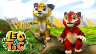 Leo and Tig 🐯🦁 Take You on a Wild Adventure! 🐯🦁  Epsodes collection 💚 Moolt Kids Toons Happy Bear