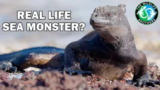 The CRAZY Story of How A Lizard Conquered the Ocean