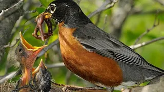 EP- 15 Nature bird life || mother bird || Baby Birds || little bird's || bird nest.