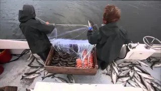 Gill Netting on the Miles River.mov