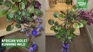 African Violet trailing semi miniature, Running wild