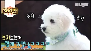 Baby Bichon is cuteness overload.. But there's 7 more of them!