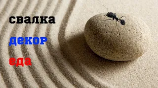 Муравьи жнецы. Свалка. Уборка. Декор. Еда.