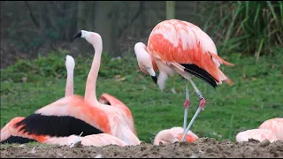 Grooming Time with the Chilean flamingos at WWT Washington Wetlands Centre