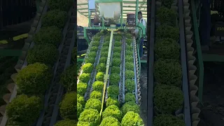 Lettuce 🥬 Harvester || Made By Hortech Srl Italy || #shorts